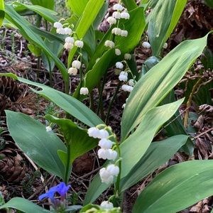 Meet your Posher, Marci